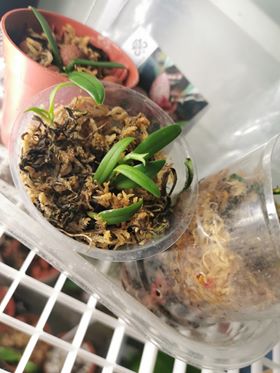 Bulbophyllum seedlings